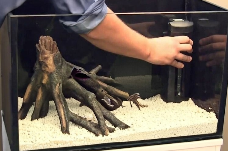 Select-Starting-A-Fish-Tank-For-Beginners-main-image