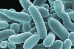 Best-aquarium-Starter-Bacteria-main-image