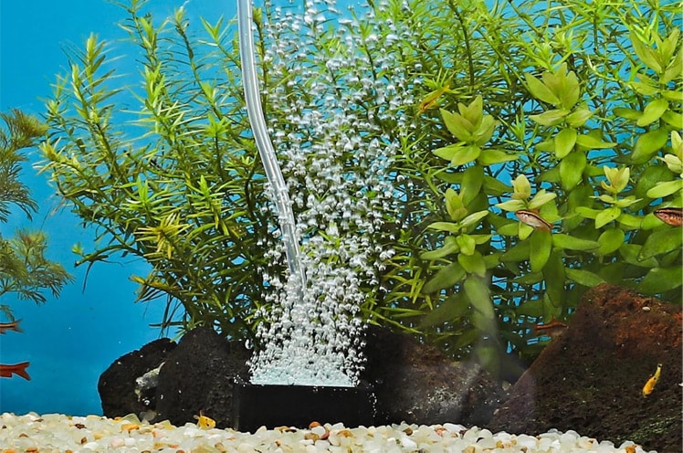 an-air-stone-creating-fine-bubbles-for-oxygenation-im-my-tank