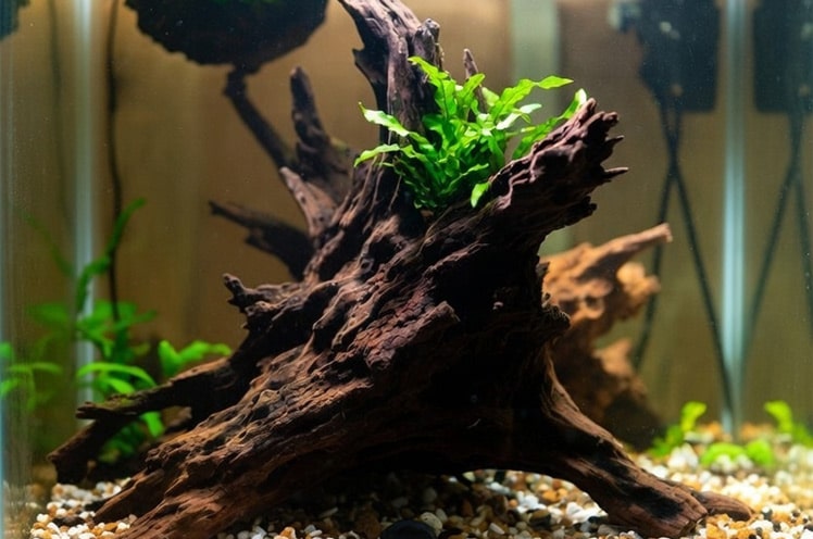 I-use-driftwood-to-naturally-lower-pH-in-my-20-gallon-long-tank