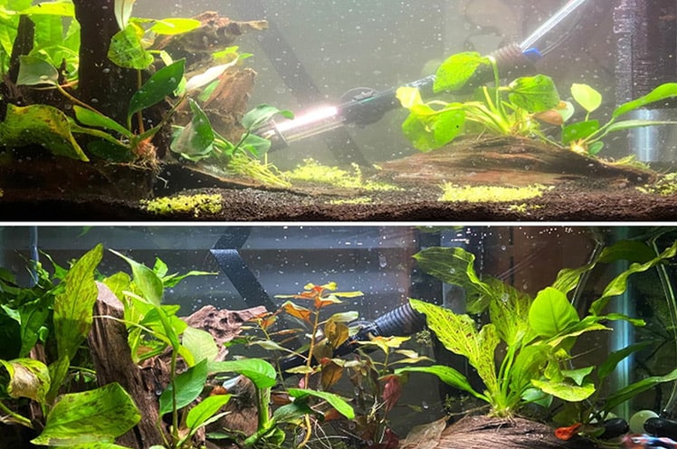 How to Make Fish Tank Water Clear Easily Before-and-after-fixing-cloudy-aquarium-water