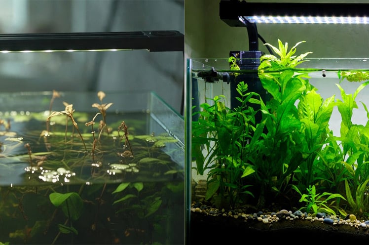 Before-and-after-plant-growth-with-LED-in-plant-only-tank