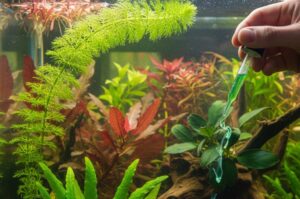 How-Often-To-Fertilize-Aquarium-Plants-main
