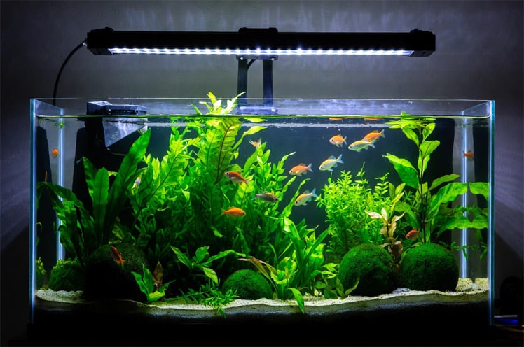 Thriving-low-tech-planted-aquarium-with-full-spectrum-LED-light