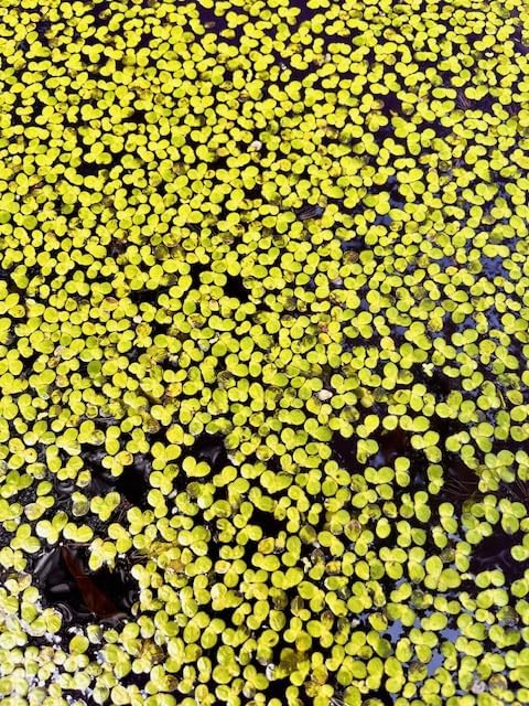 duckweed
