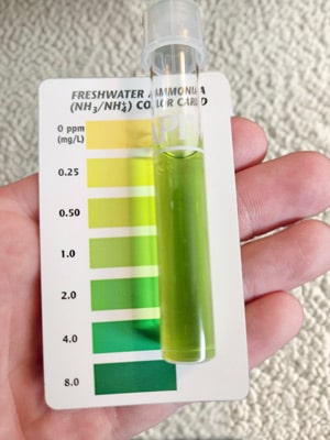 I tested my tank and have a high-ammonia-reading