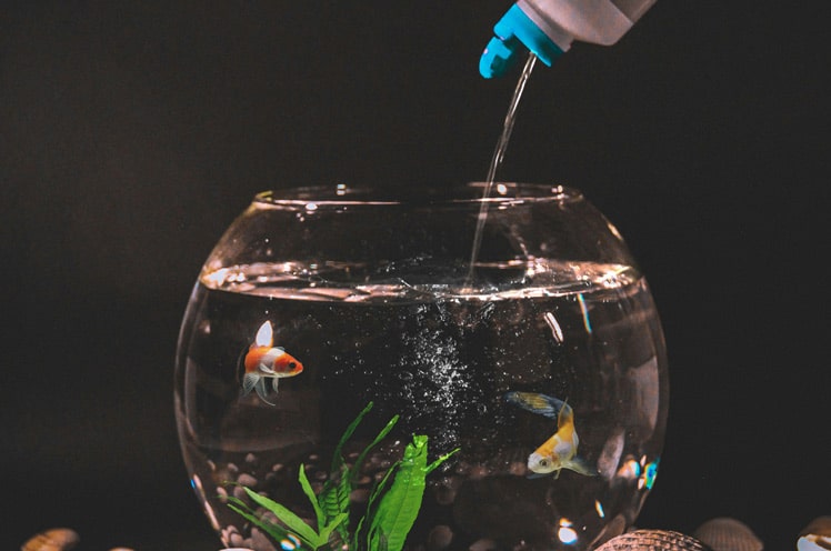 lower-aquarium-ph-safely-main-image