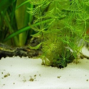 the-first-time-i-added-Hornwort-to-lower-ammonia