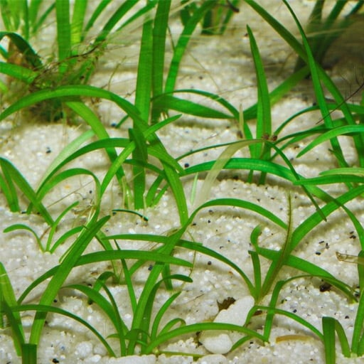 10-days-after-I-began-fertilizing