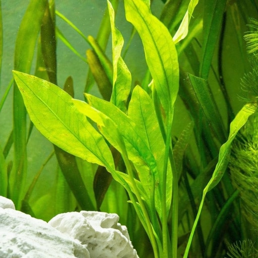 A-large-centerpiece-Amazon-Sword-plant-growing-in-my-first-aquarium