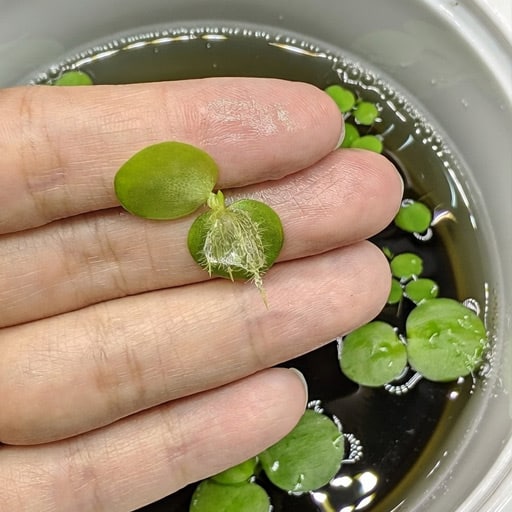 Amazon-Frogbit-floating-plants-with-long-trailing-roots-in-a-low-tech-fish-tank-setup