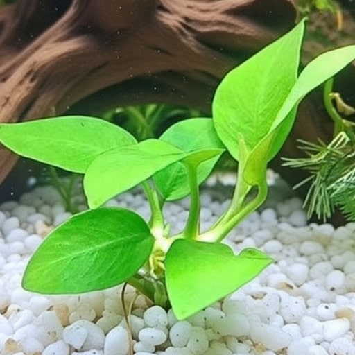 Anubias-Nana-plant-with-broad-green-leaves-positioned-as-a-resting-spot-in-a-nano-betta-tank-(2)