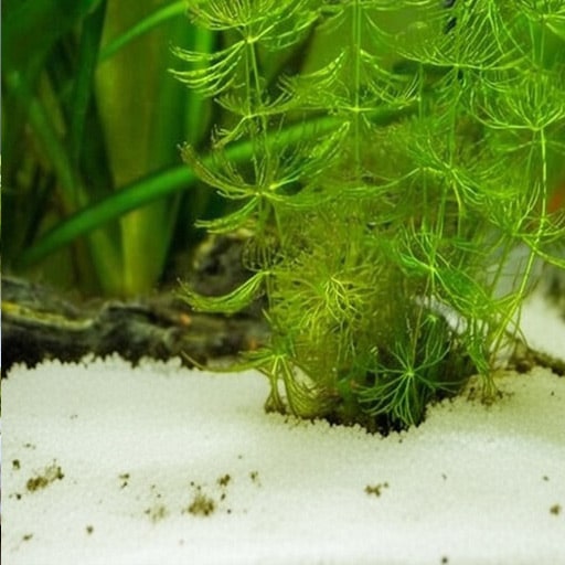 Fast-growing-Hornwort-stems-floating-in-a-new-aquarium-to-help-stabilize-the-nitrogen-cycle