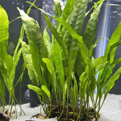 Java-Fern-(Microsorum-pteropus)-in-my-first-aquarium-it-is-truly-an-easy-fish-tank-plant