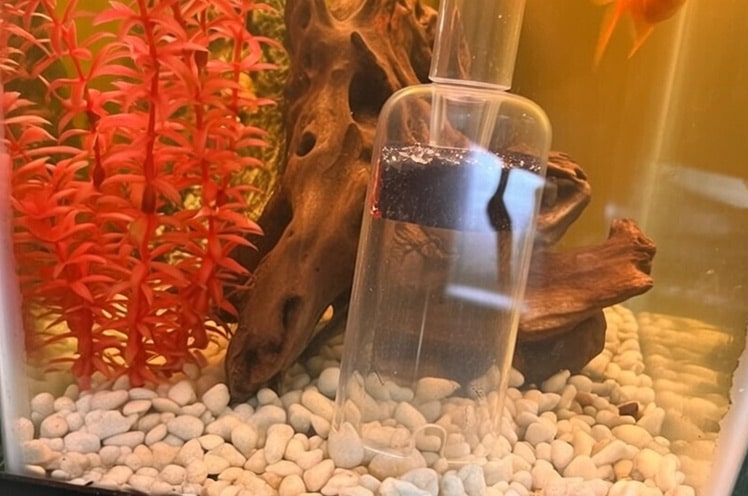 A gravel vacuum cleaner removing waste from aquarium substrate to help eliminate odors.