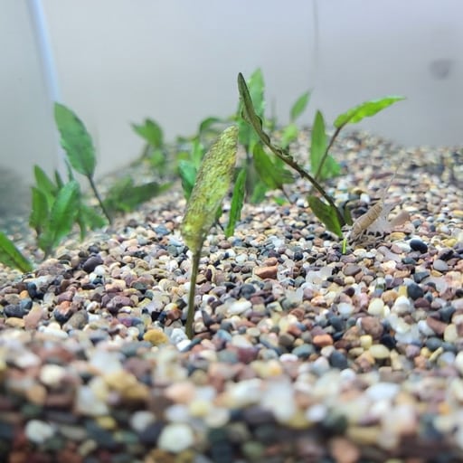 gravel-substarte-in-my-20-gallon-tank-2