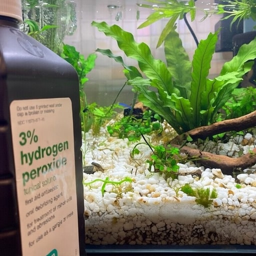 learning-to-use-hydrogn-peroxide-has-been-a-game-changer-in-my-tank- on removing algae