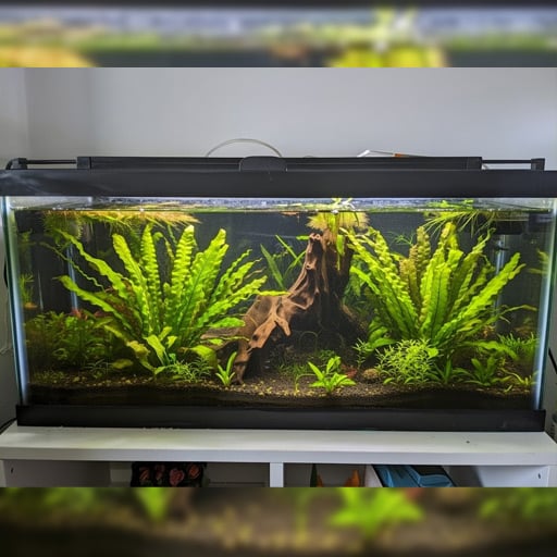 my-20-gallon-long-wth-the-fluval-3-light-bar