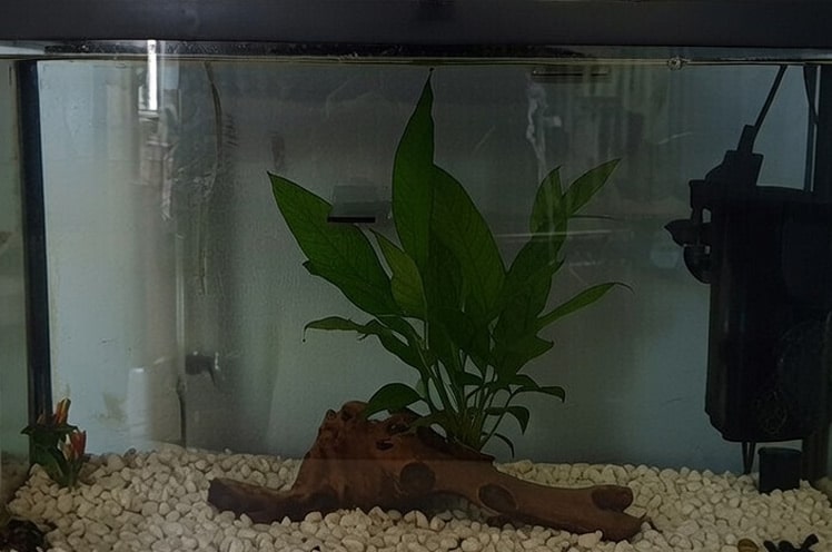 reducing-light-to-combat-algea-in-my-tank