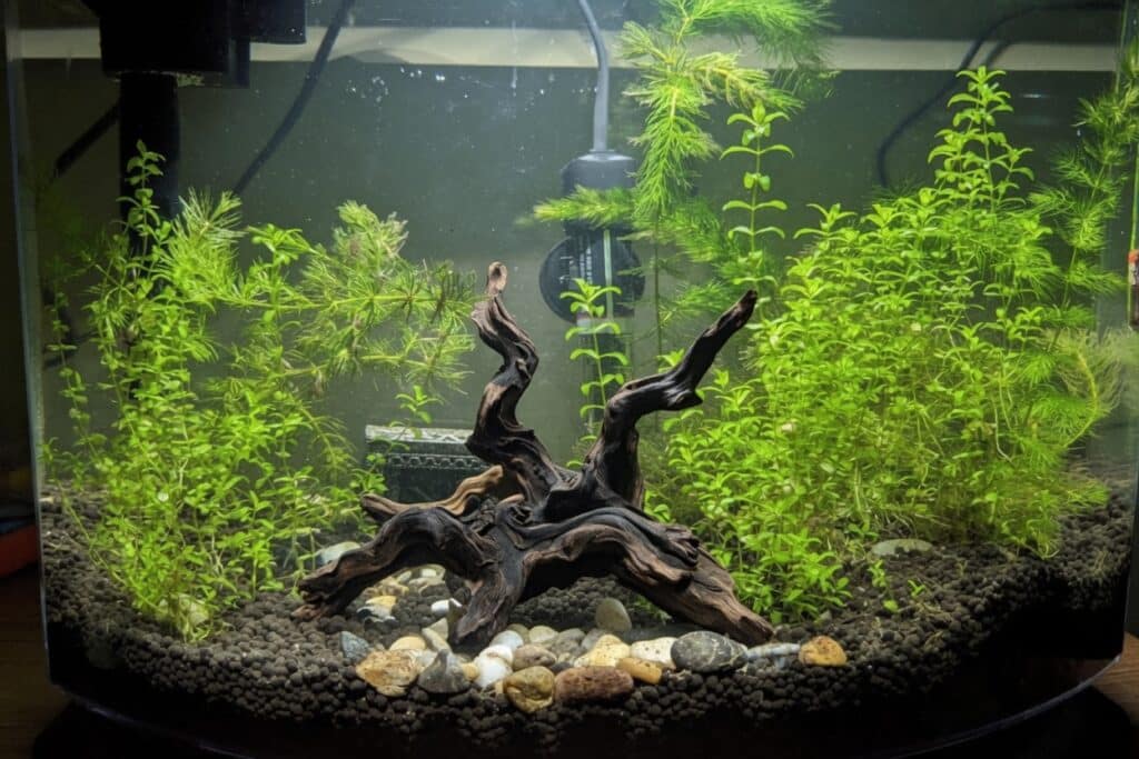 the aqueon LED MiniBow nano tank with plants