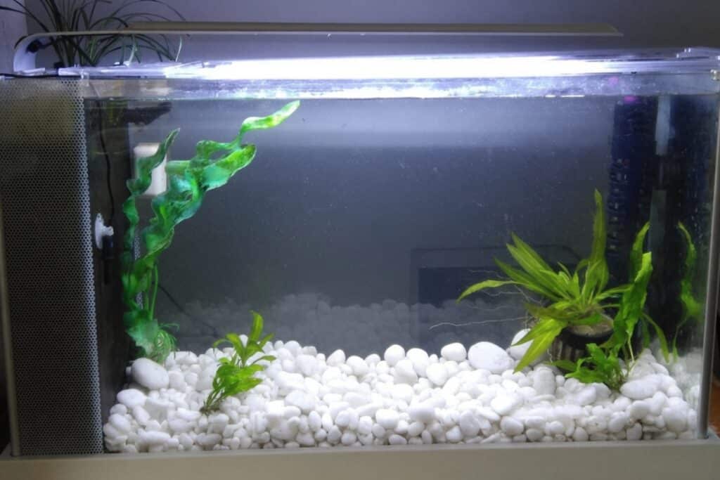 The new fluval spec v almost ready for my betta maximus