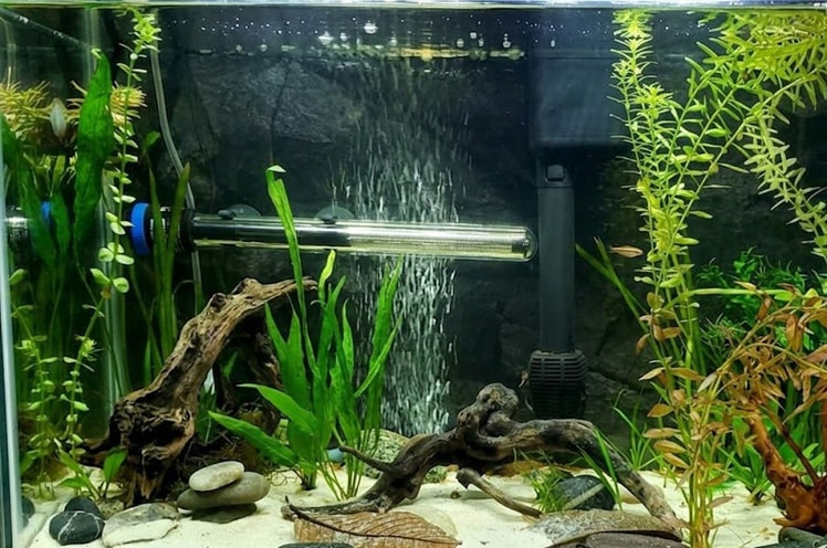 Eheim aquarium heater mounted horizontally along the back glass near the substrate.