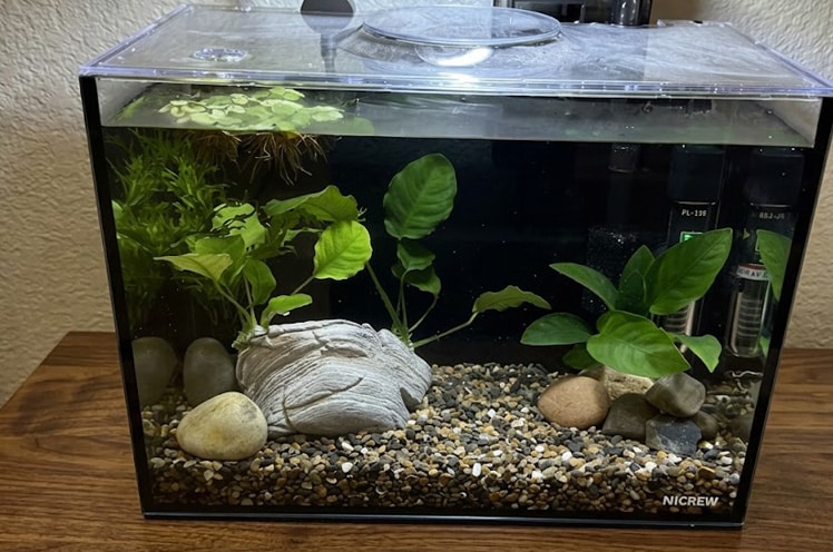 my nicrew nano nature kit with plants in it